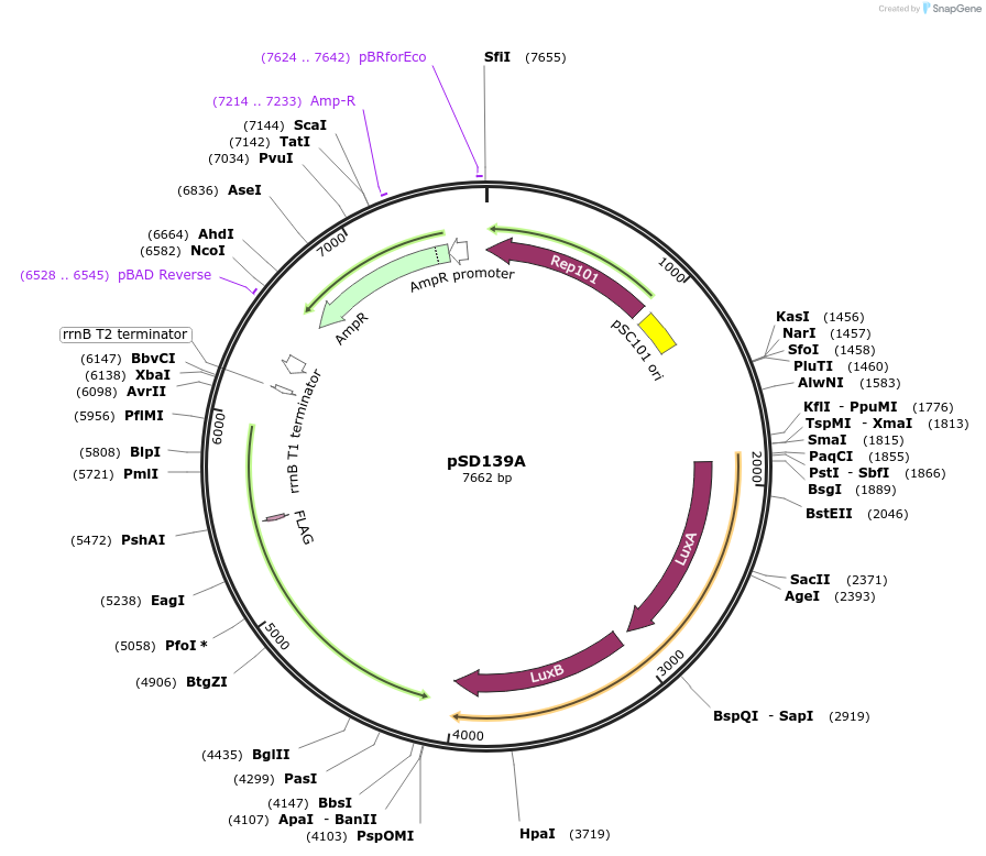 218129-plasmid-map-sequence-id-430199