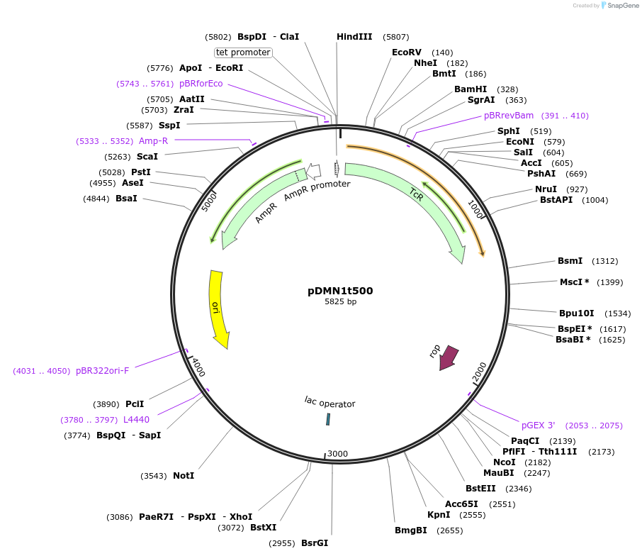 211946-plasmid-map-sequence-id-430205