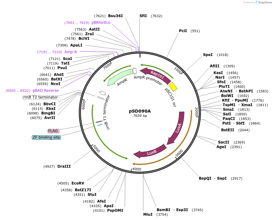 218132-plasmid-map-sequence-id-430206