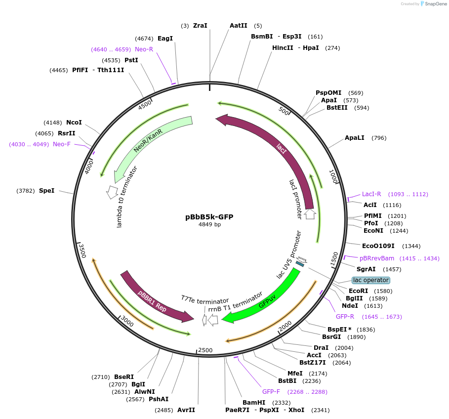 35354-plasmid-map-sequence-id-43021