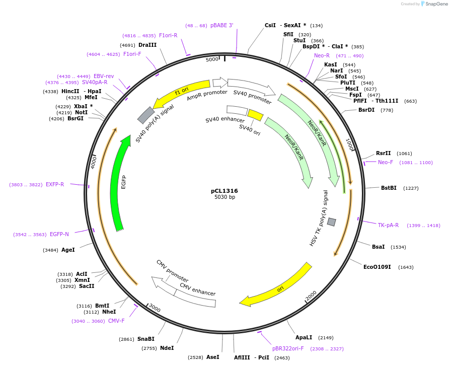 217958-plasmid-map-sequence-id-430212