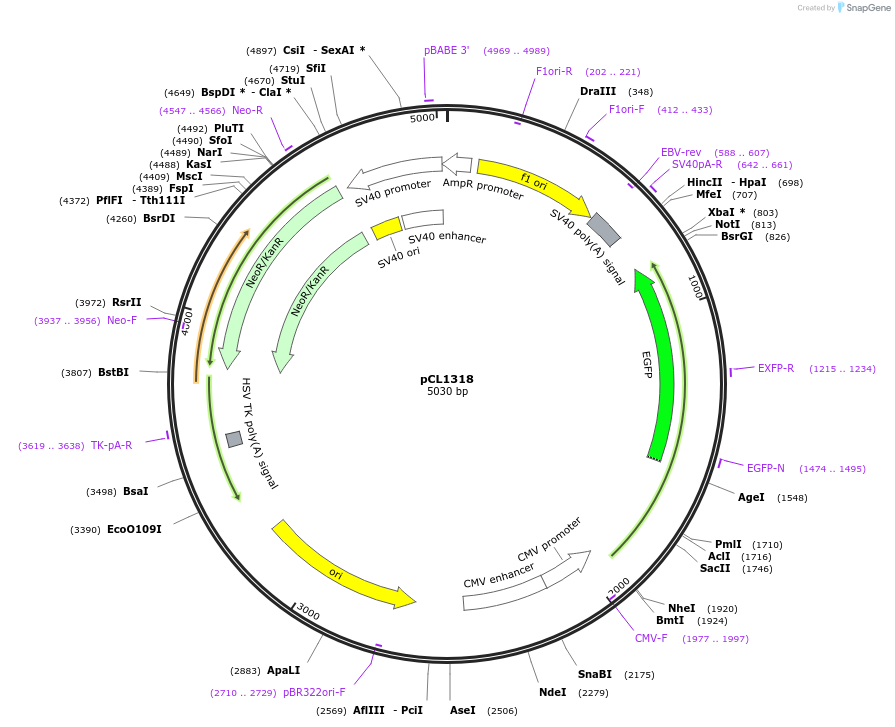 217960-plasmid-map-sequence-id-430214