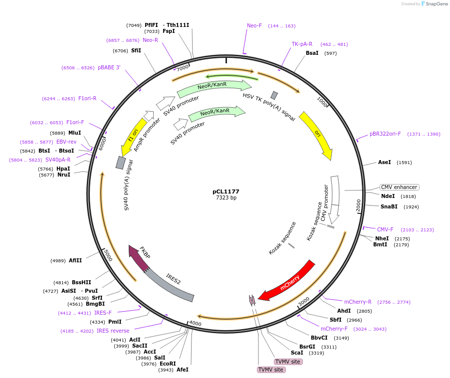 217961-plasmid-map-sequence-id-430215