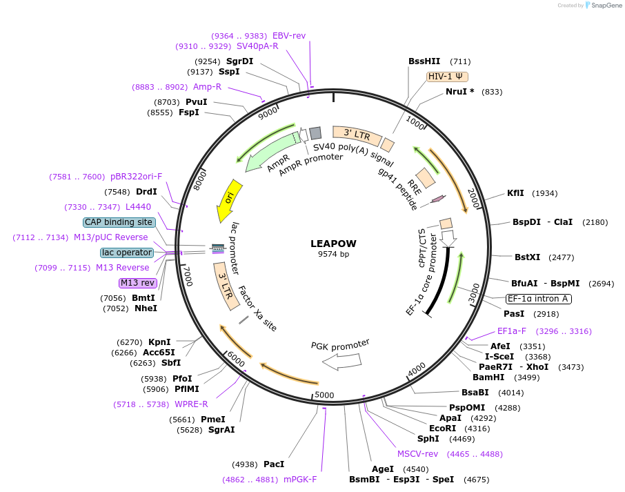 205672-plasmid-map-sequence-id-430238