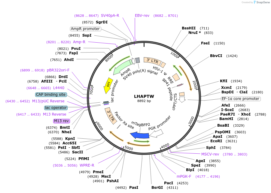 205677-plasmid-map-sequence-id-430239