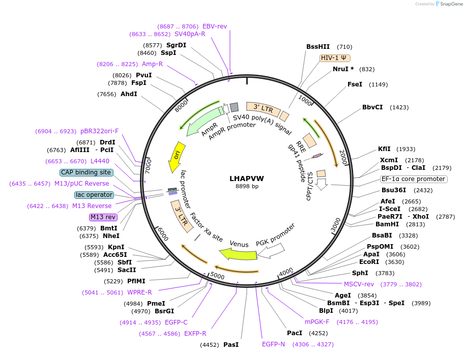 205680-plasmid-map-sequence-id-430240
