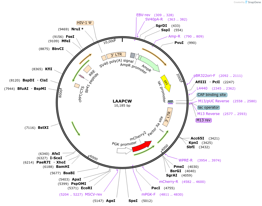 205691-plasmid-map-sequence-id-430244