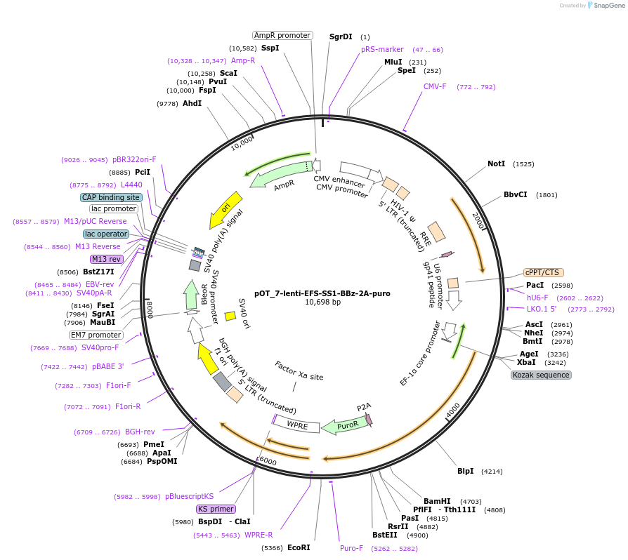 217990-plasmid-map-sequence-id-430275