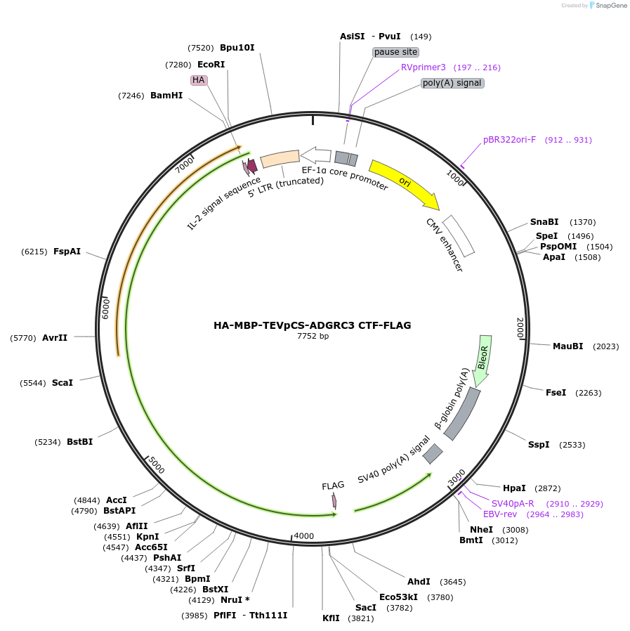 217686-plasmid-map-sequence-id-430276