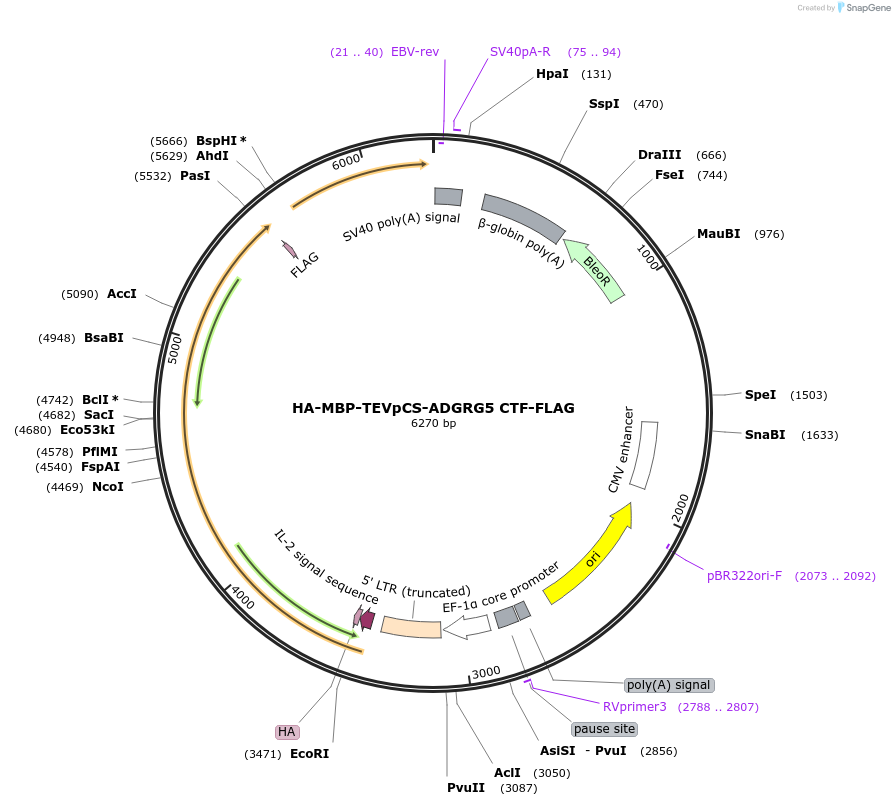 217703-plasmid-map-sequence-id-430290