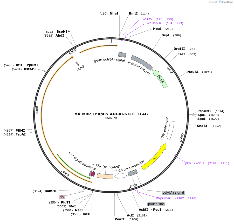 217704-plasmid-map-sequence-id-430291