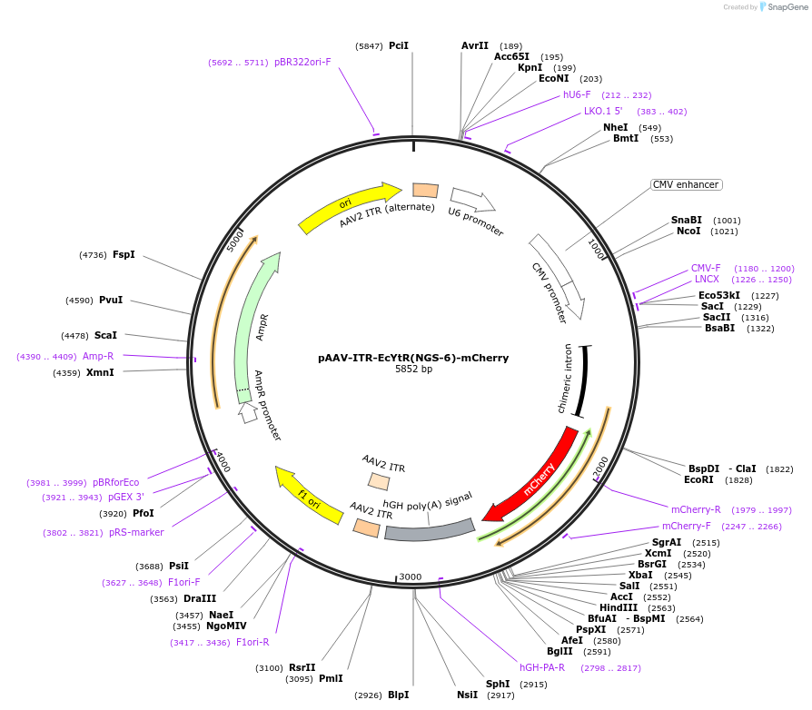 217363-plasmid-map-sequence-id-430292