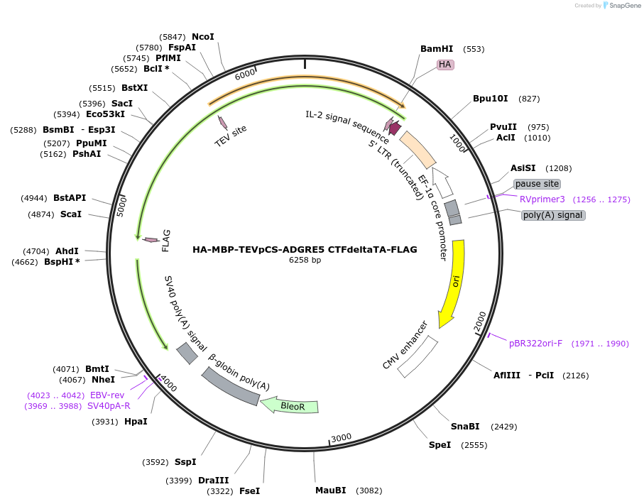 217726-plasmid-map-sequence-id-430301