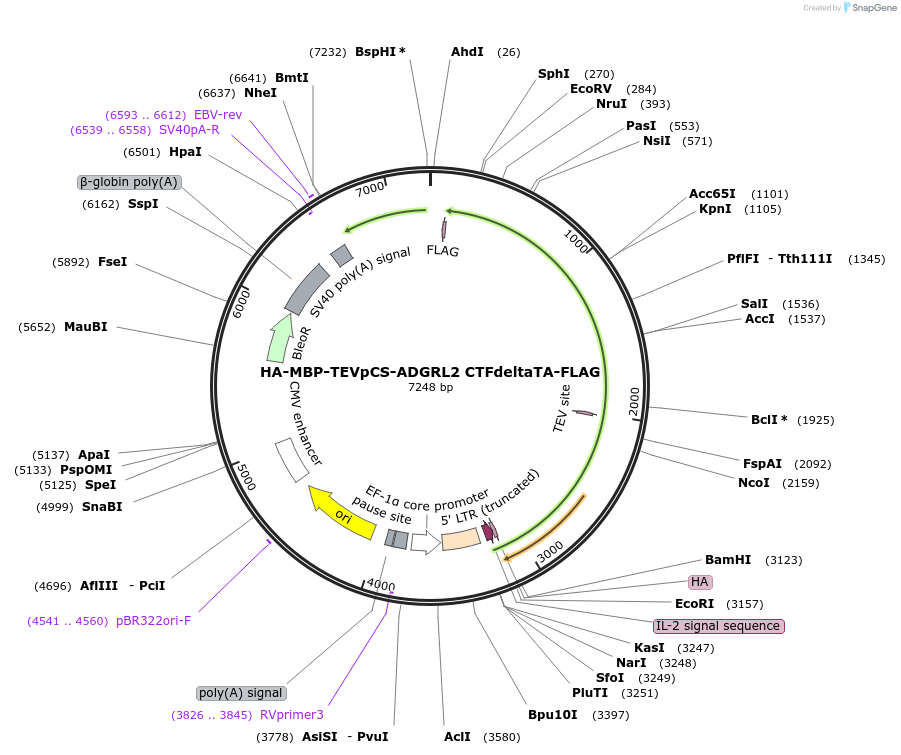 217740-plasmid-map-sequence-id-430302