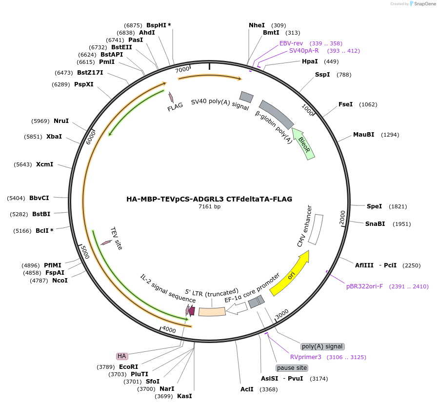 217741-plasmid-map-sequence-id-430303