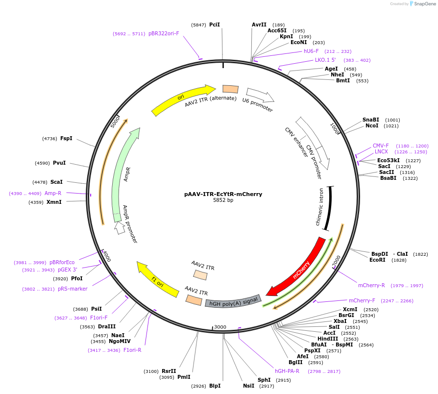 217362-plasmid-map-sequence-id-430306