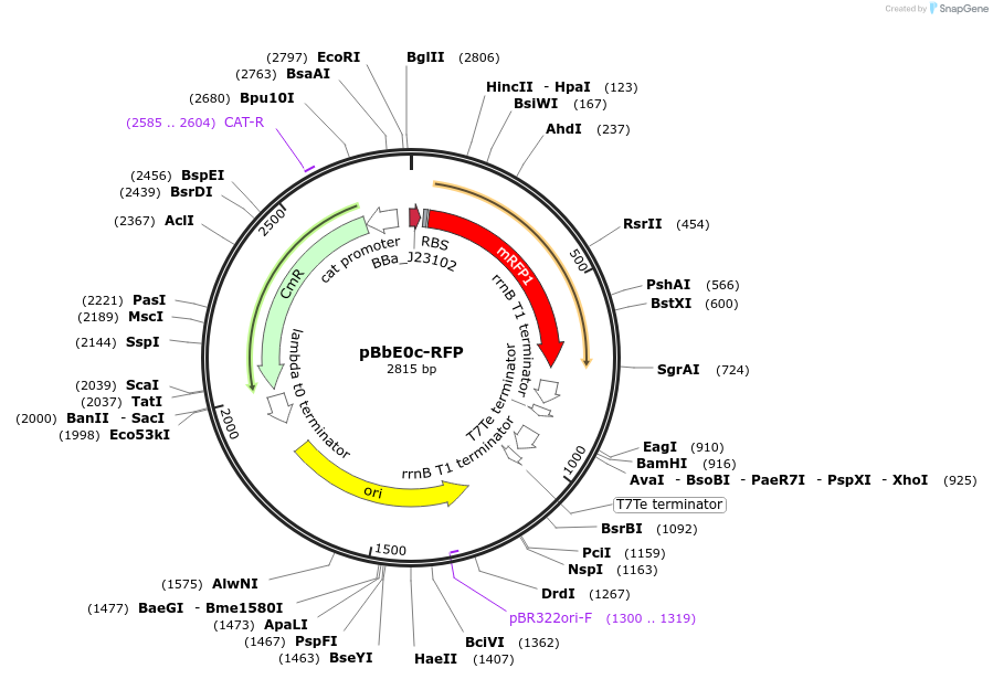 35364-plasmid-map-sequence-id-43031