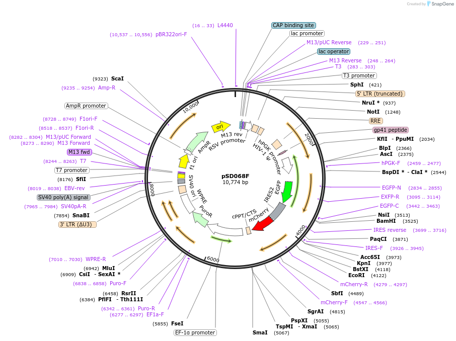 218137-plasmid-map-sequence-id-430310