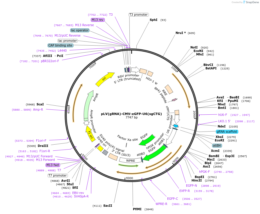 216732-plasmid-map-sequence-id-430316