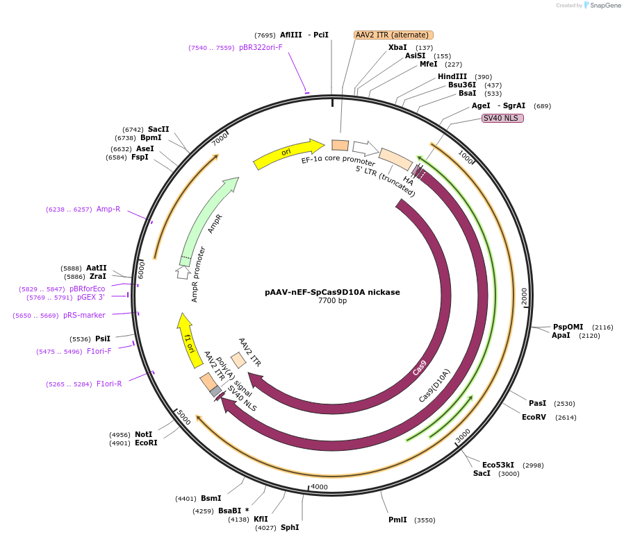 216736-plasmid-map-sequence-id-430323