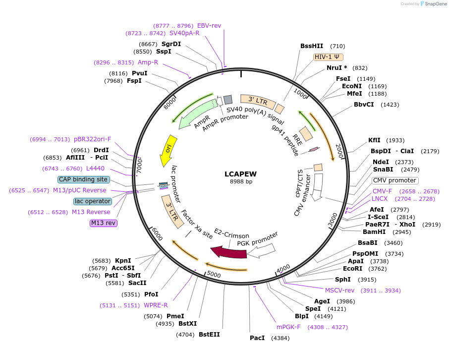 205647-plasmid-map-sequence-id-430327