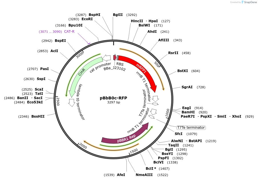 35366-plasmid-map-sequence-id-43033