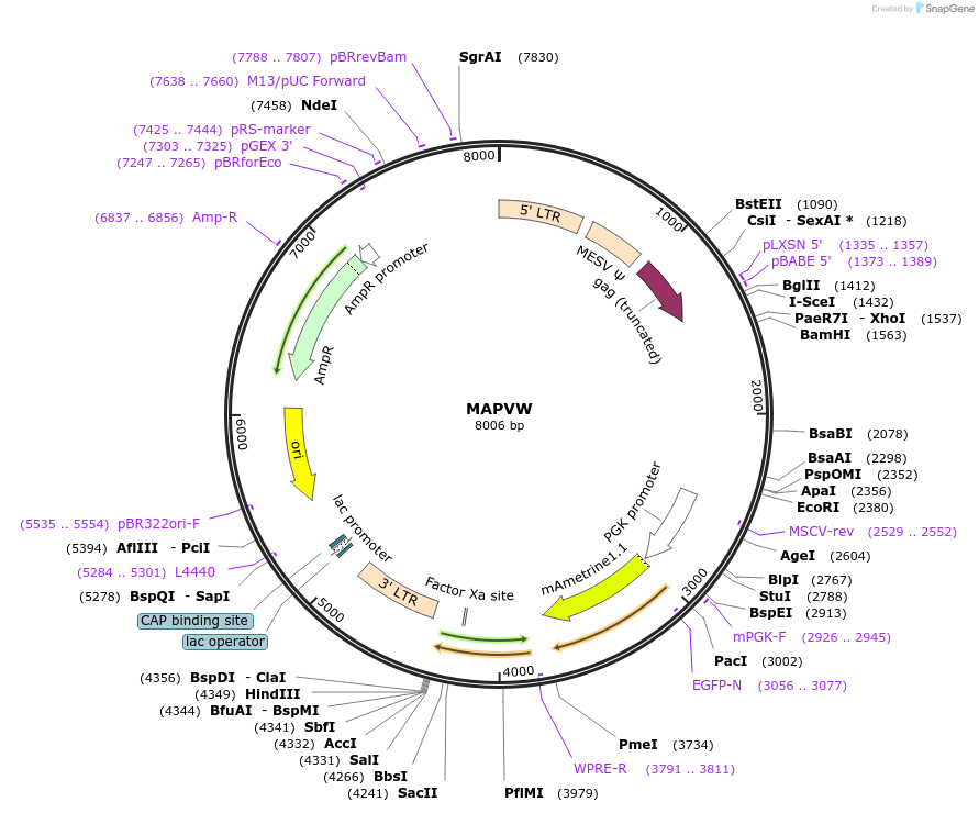 205698-plasmid-map-sequence-id-430334