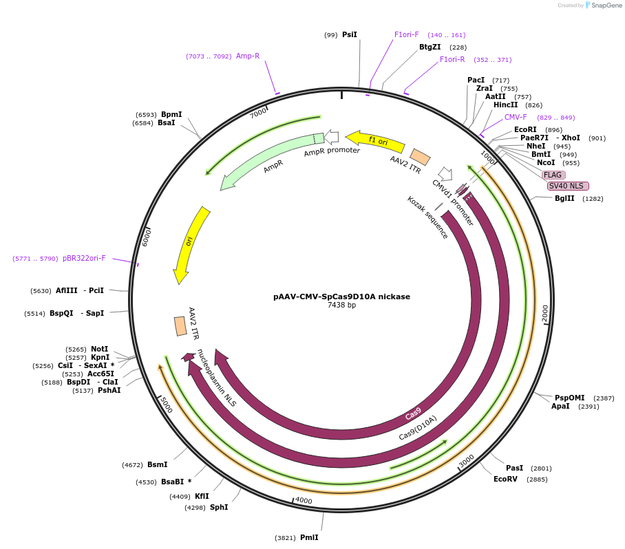 216737-plasmid-map-sequence-id-430337