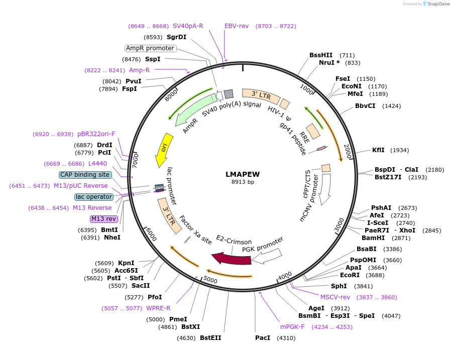 205656-plasmid-map-sequence-id-430338