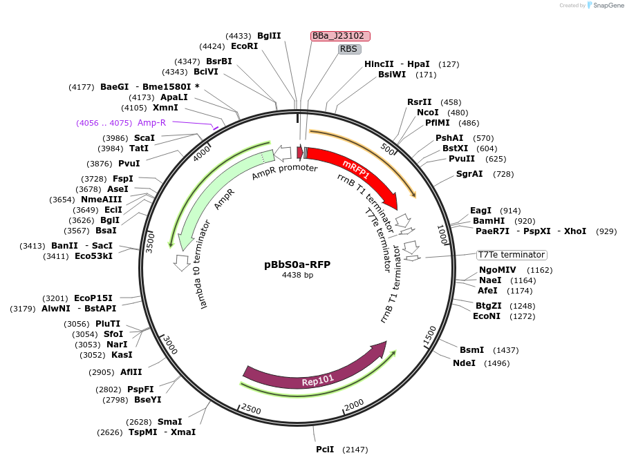 35367-plasmid-map-sequence-id-43034