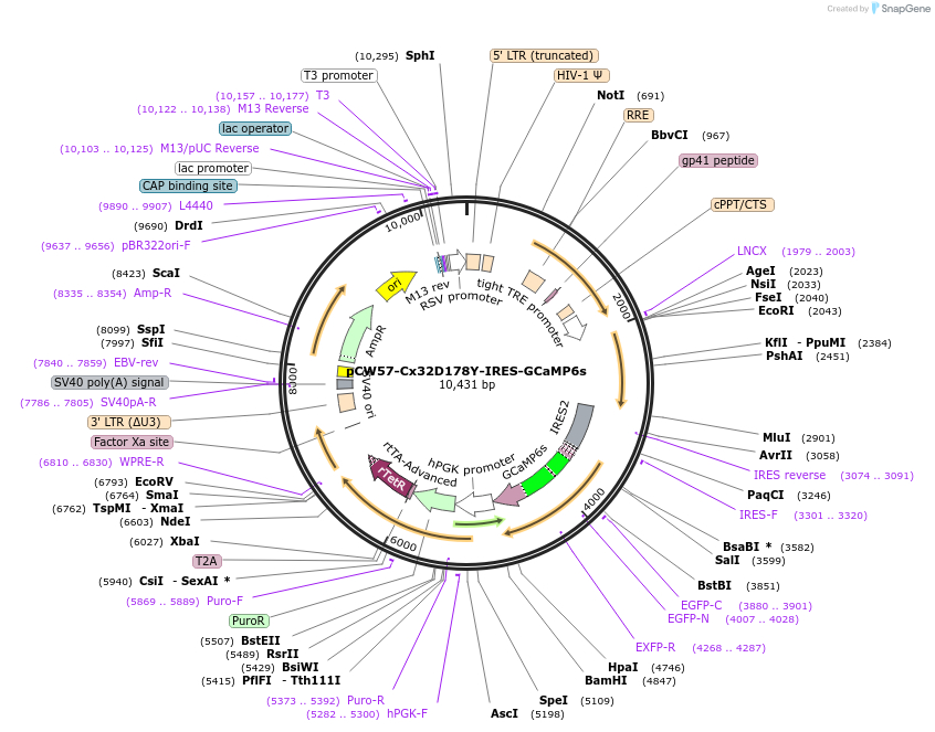 216796-plasmid-map-sequence-id-430341