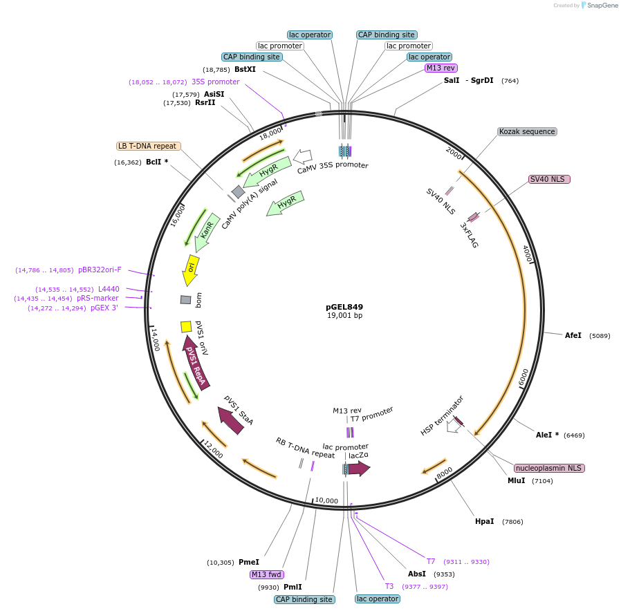 214239-plasmid-map-sequence-id-430345