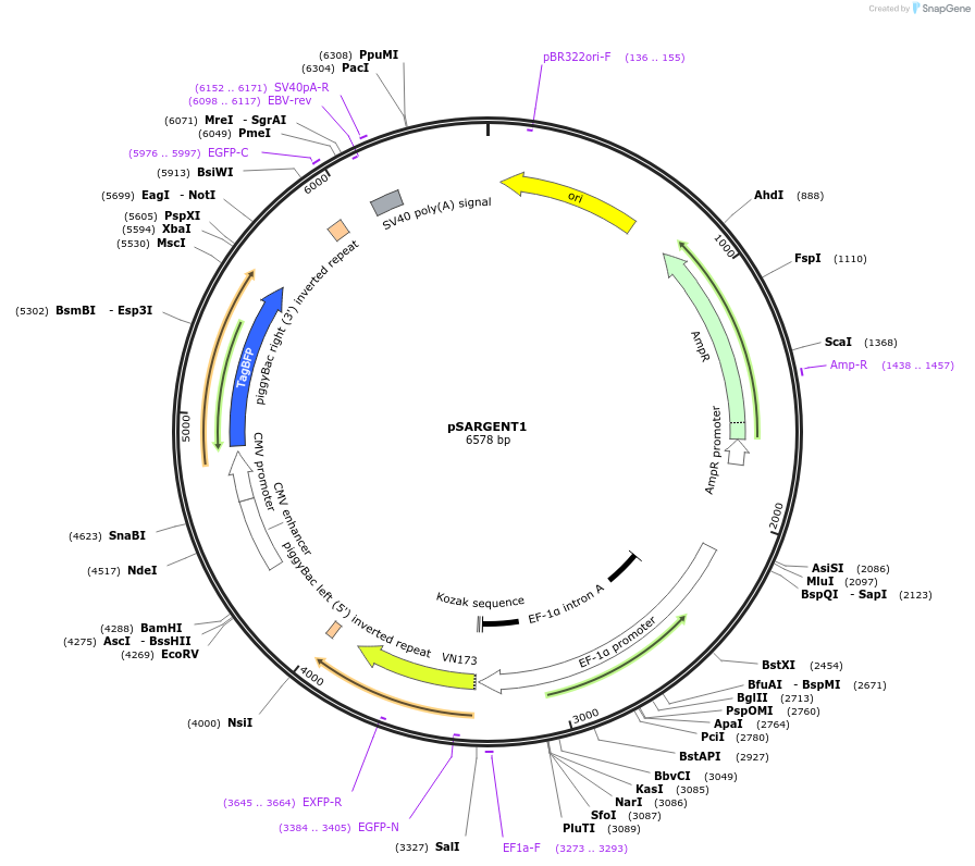 216315-plasmid-map-sequence-id-430346