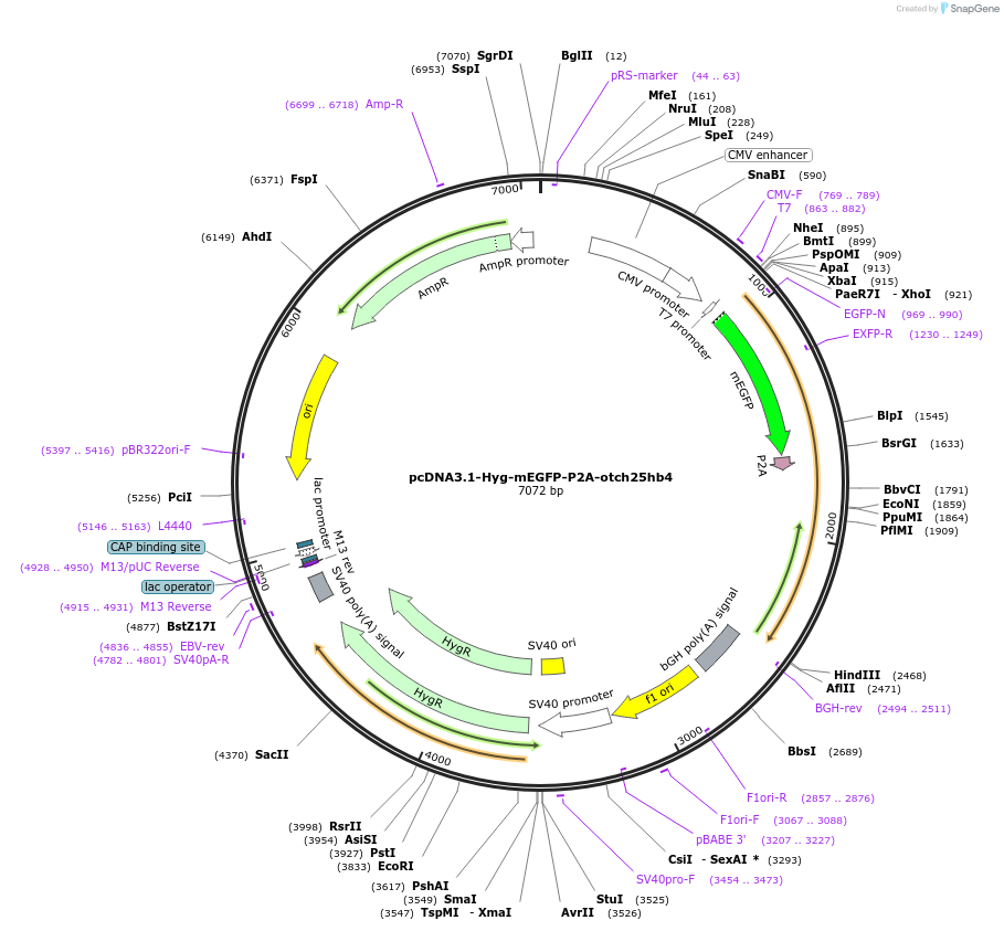 217484-plasmid-map-sequence-id-430347