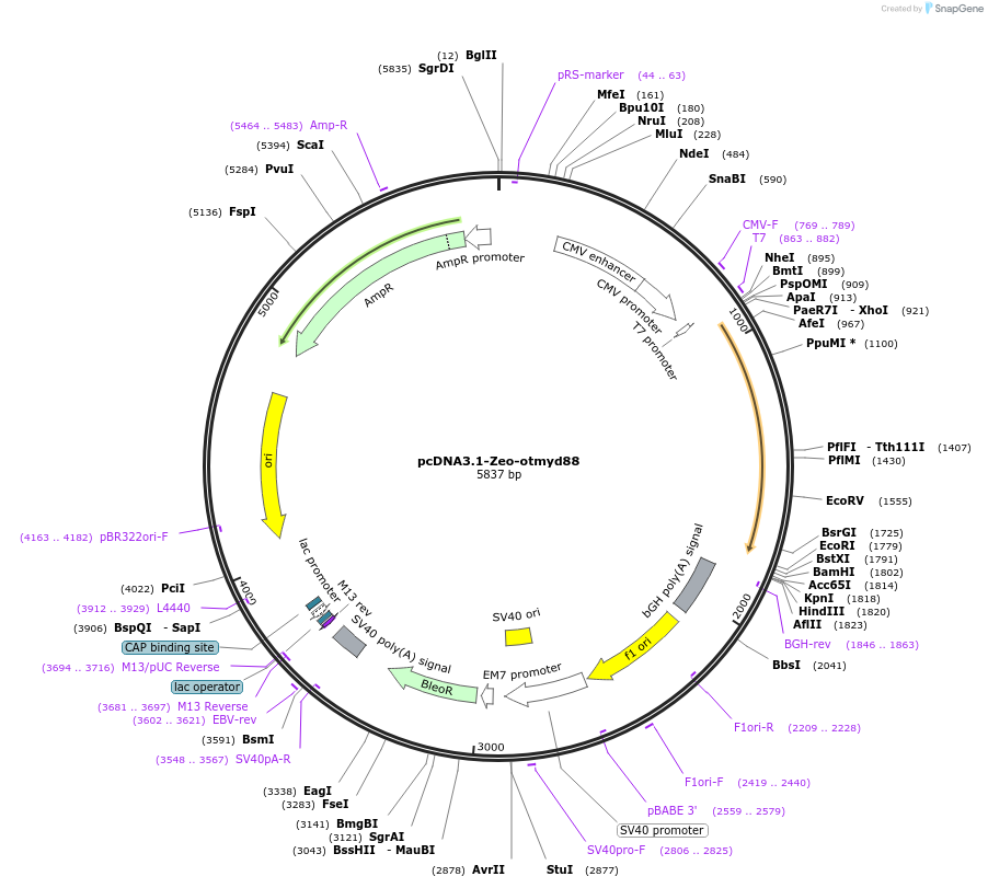217485-plasmid-map-sequence-id-430348