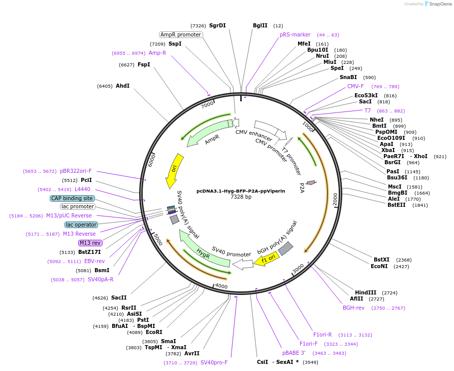 217481-plasmid-map-sequence-id-430352