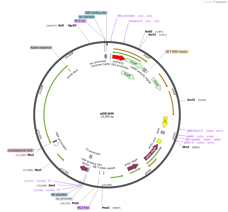 214236-plasmid-map-sequence-id-430353