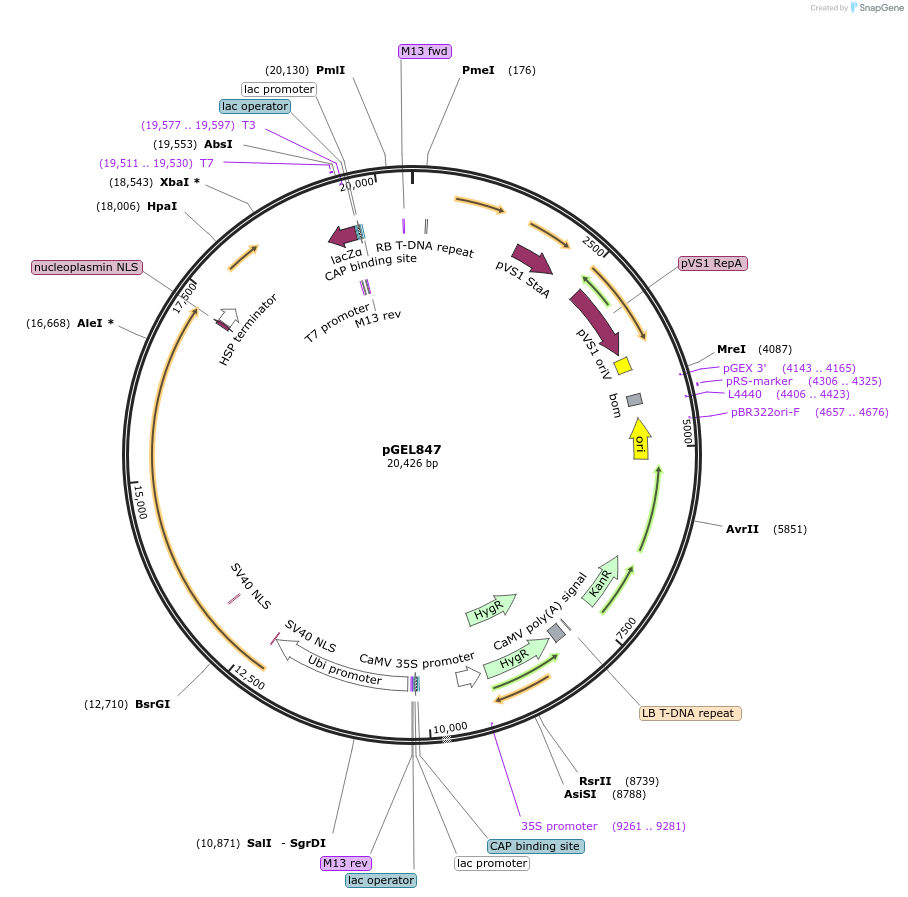 214237-plasmid-map-sequence-id-430354