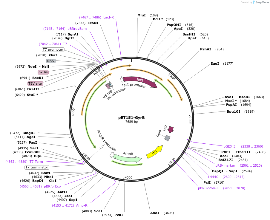 216233-plasmid-map-sequence-id-430356