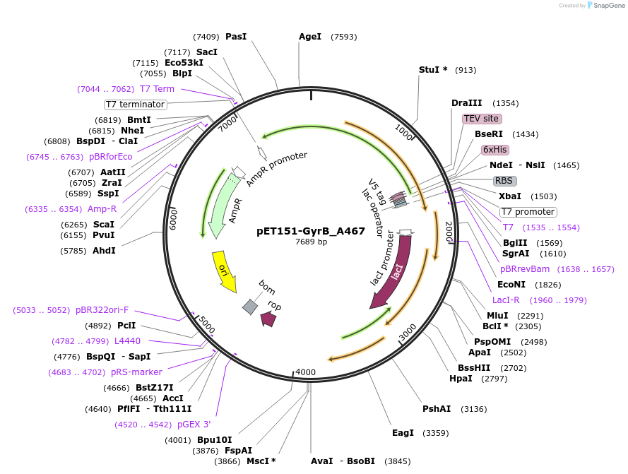 216234-plasmid-map-sequence-id-430358