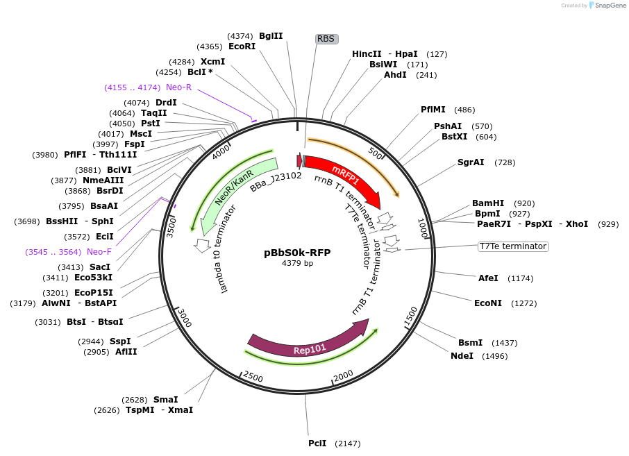 35369-plasmid-map-sequence-id-43036