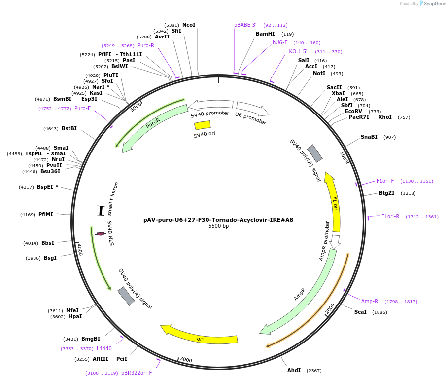 216824-plasmid-map-sequence-id-430360