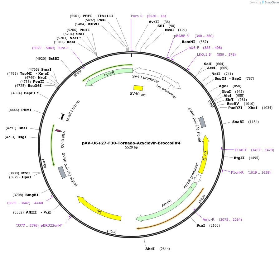 216822-plasmid-map-sequence-id-430361