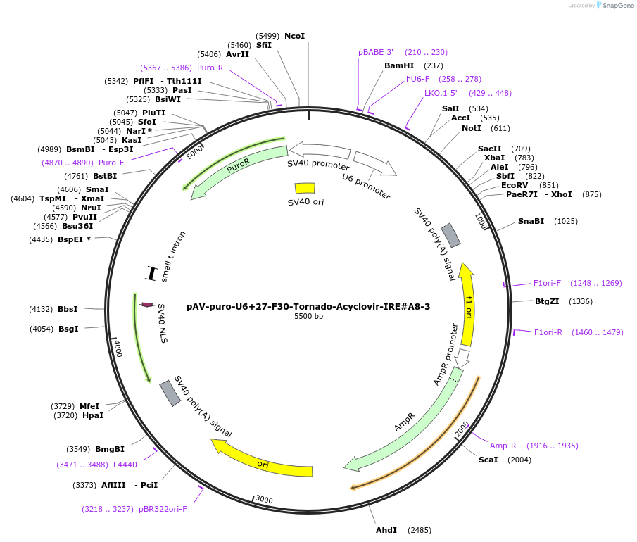 216825-plasmid-map-sequence-id-430363