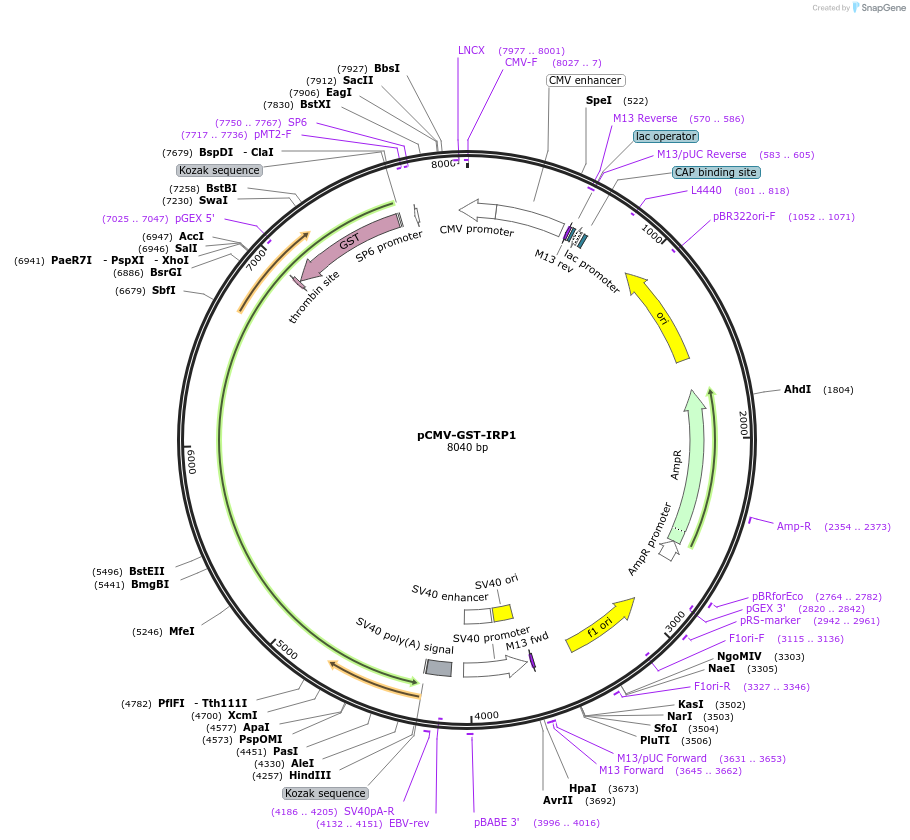 216827-plasmid-map-sequence-id-430364