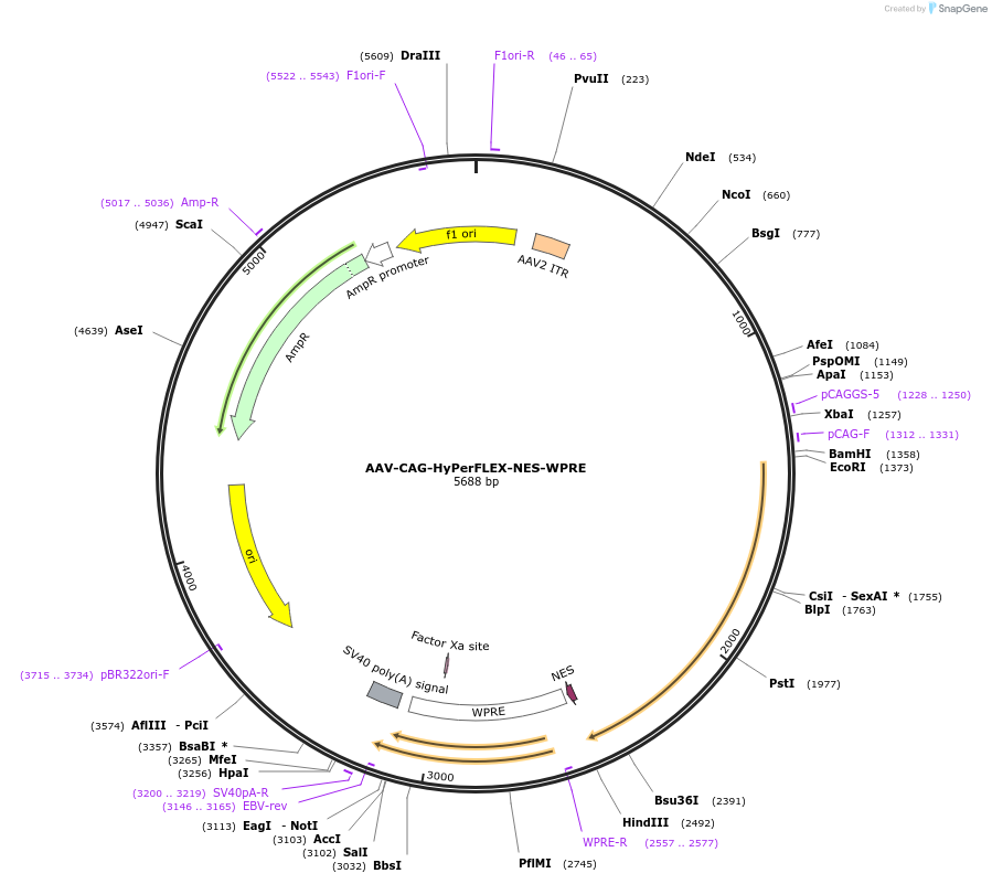 217562-plasmid-map-sequence-id-430367