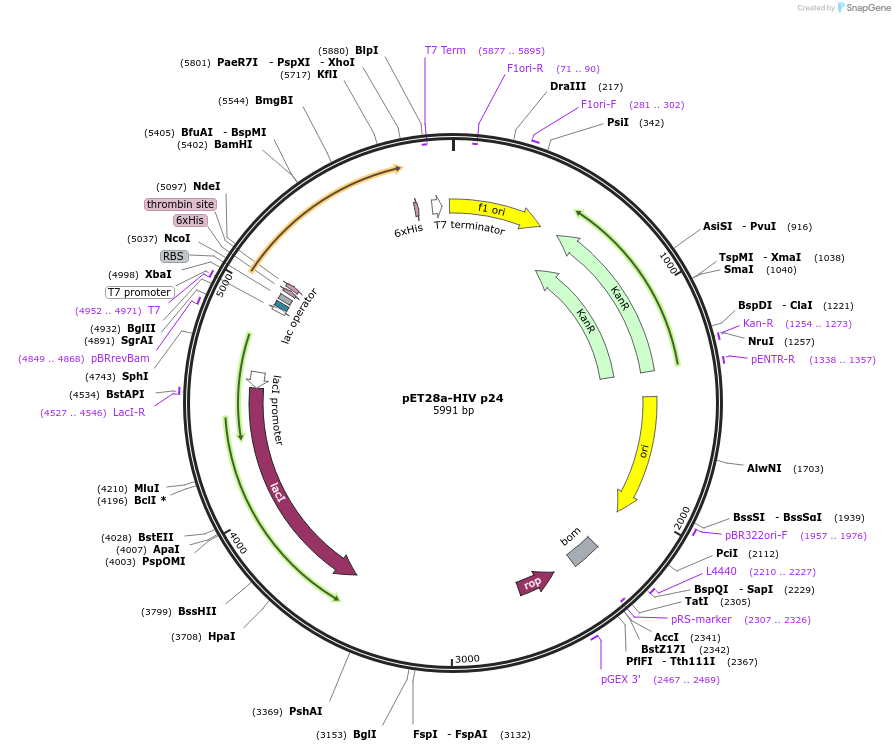 212195-plasmid-map-sequence-id-430368