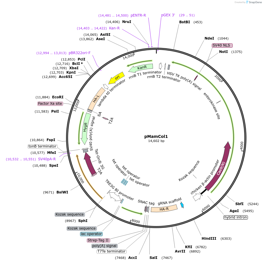 215184-plasmid-map-sequence-id-430375