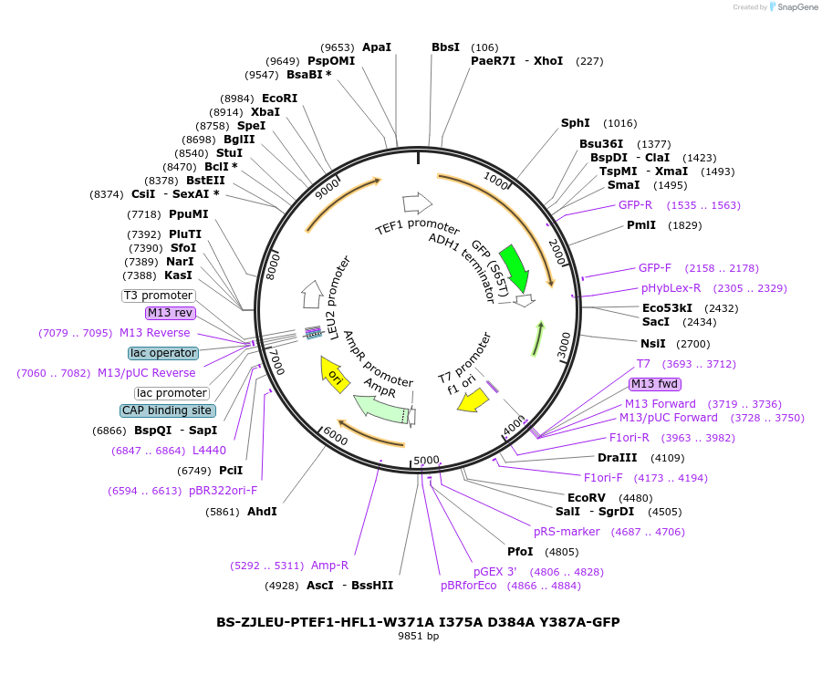 207025-plasmid-map-sequence-id-430381