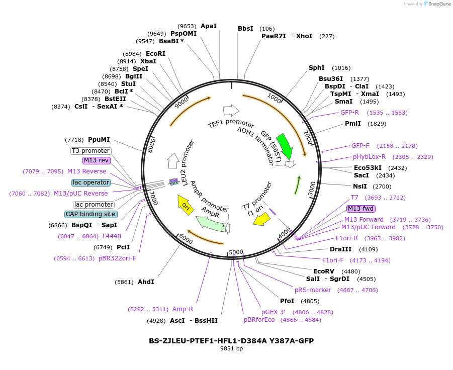 207024-plasmid-map-sequence-id-430382
